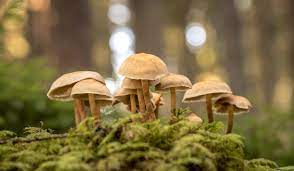 Healing Across Boundaries: The Importance of Purchasing Magic Mushrooms Online