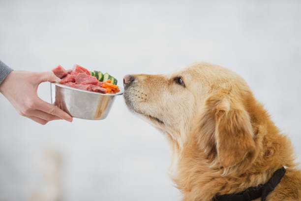 How to Transition Your Dog to a Raw Food Diet with Ease