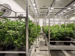 Commercial Grow Room HVAC: Managing Climate for Optimal Yields